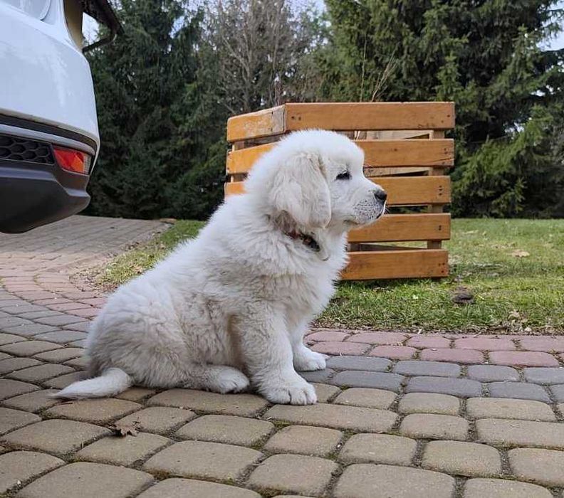 Owczarek Podhalański