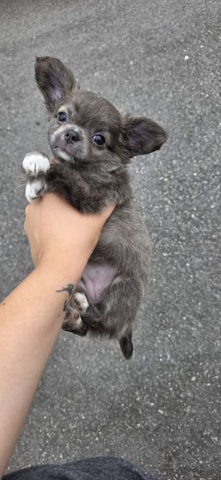 Chihuahua Fêmea Pêlo Longo