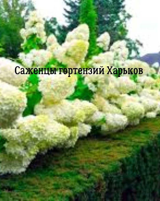 Четырех летние саженцы гортензии Харьков