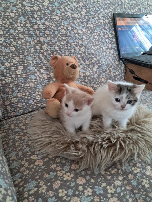 Кошенята в добрі руки