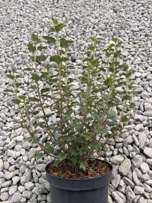 Porzeczka alpejska Schmidt  Doniczka C3  Wysokość 20-40 cm