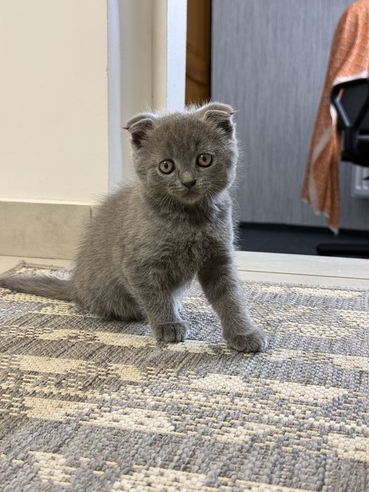 Котенята британці