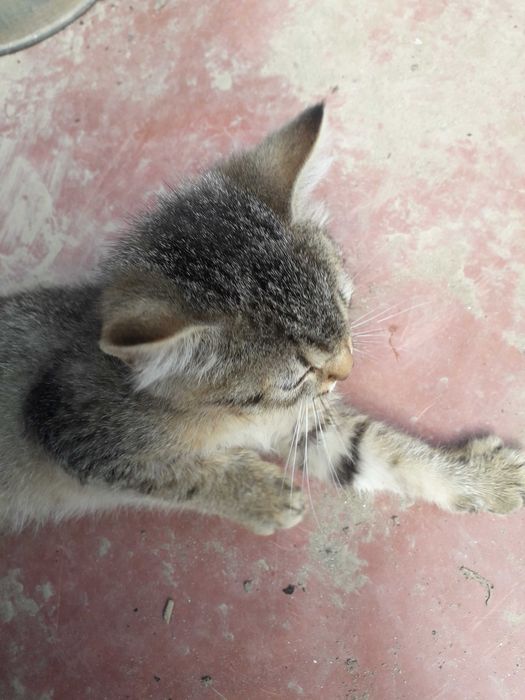 кошечка  бесплатно  сіра