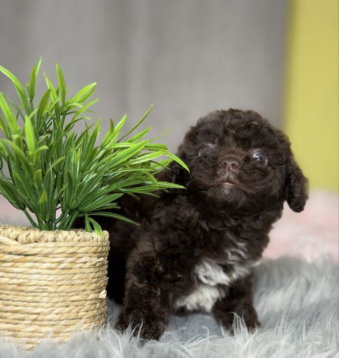 Шоколадная девочка мальтипу