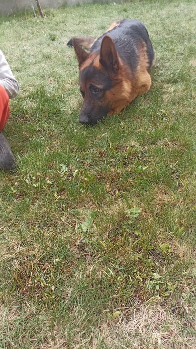 Пропонуємо для в'язки німецьку вівчарку (хлопчик)