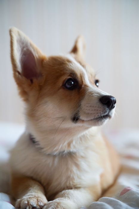 Genetycznie zdrowe Corgi FCI – przebadani rodzice