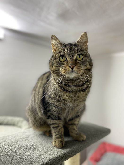 Kulka - puszysta buraska stworzona do rozpieszczania