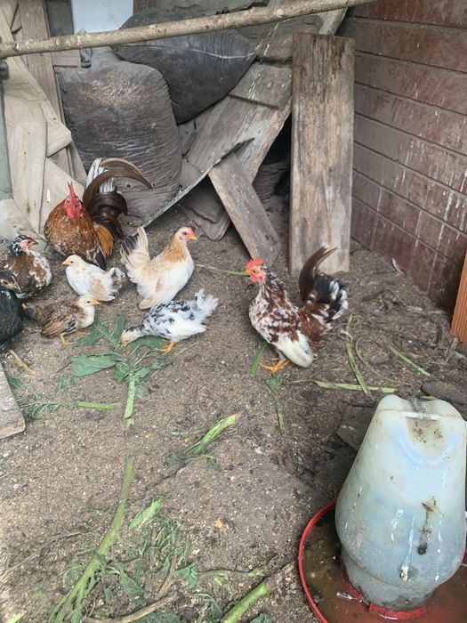 Mini serames aves doceis