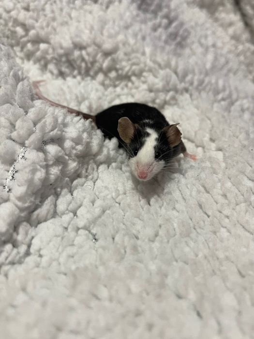 Декоративні мишки японські / миші / мышки / мышата