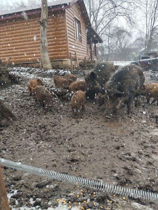 Продаються дорослі самки, кабан