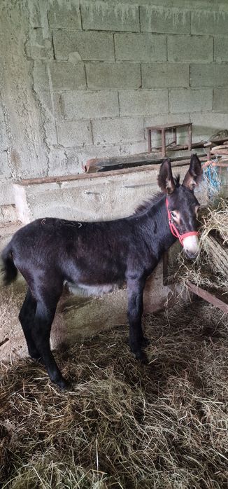 Vendo burrico de 6 meses