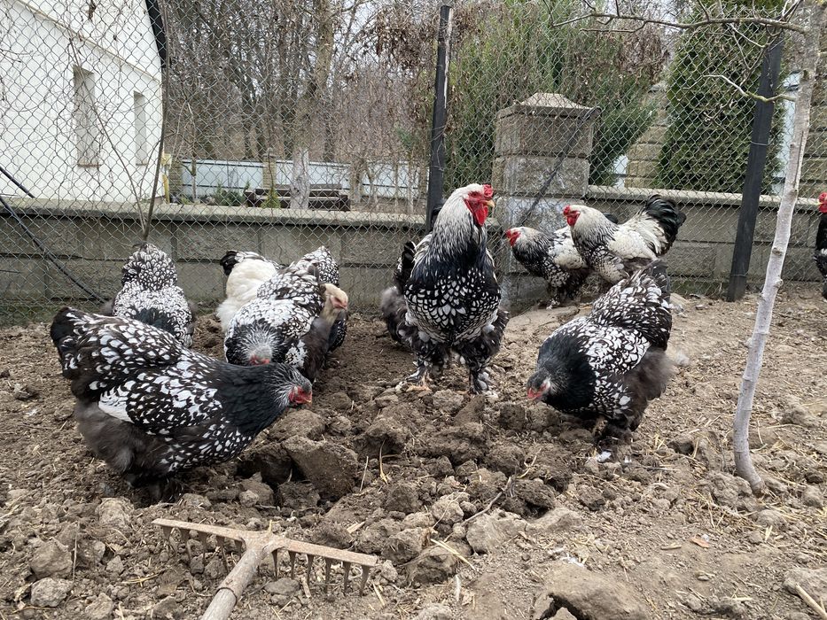 Кури брама срібло інк яйця