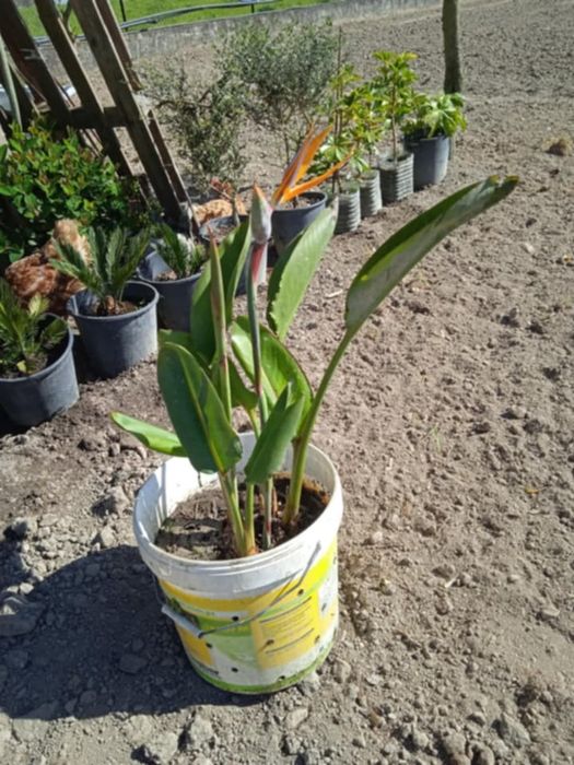 Vendo estrelicias com raiz, e com flor