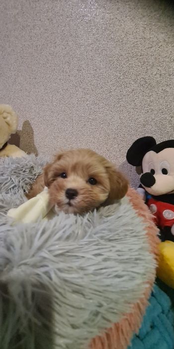 Малята мальтіпу мініки