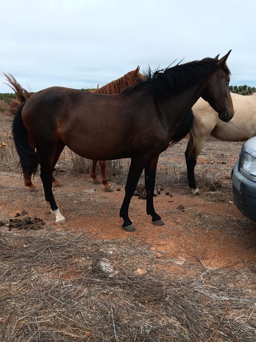 Poldra cruzada 3 anos