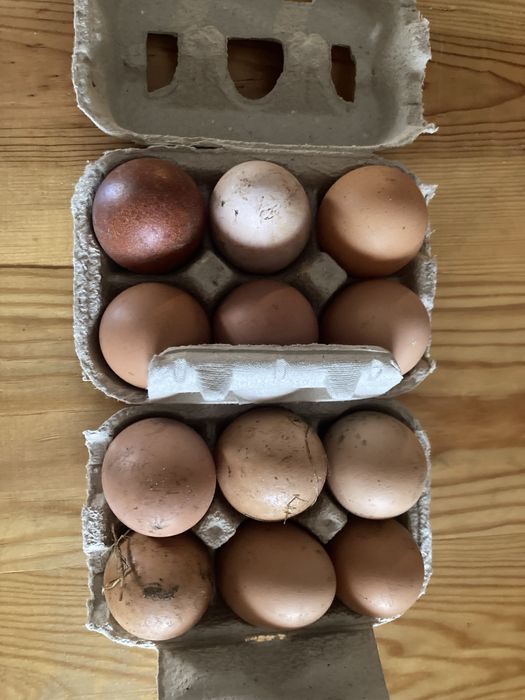 Ovos galinhas felizes 3 euros