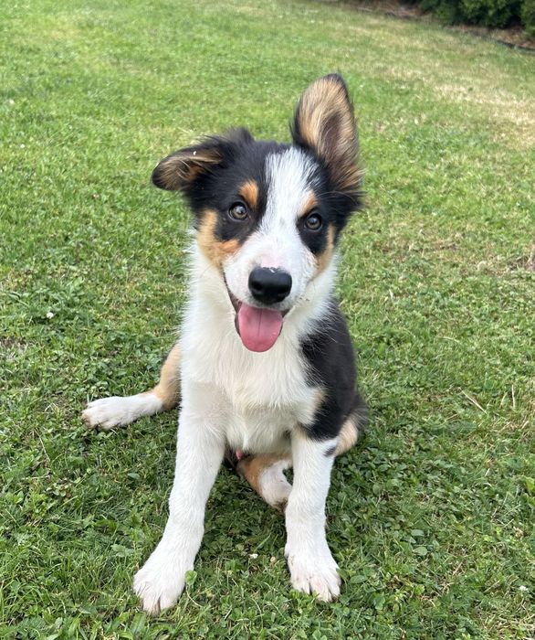 Border Collie tricolor  pies ostatni