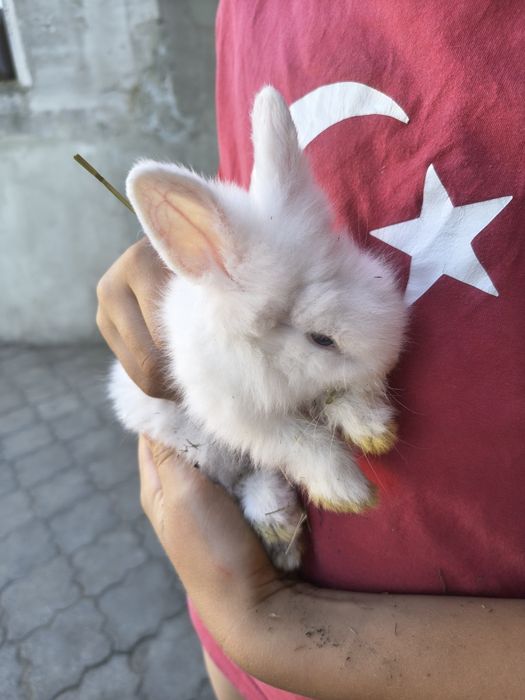 Króliki na sprzedaż