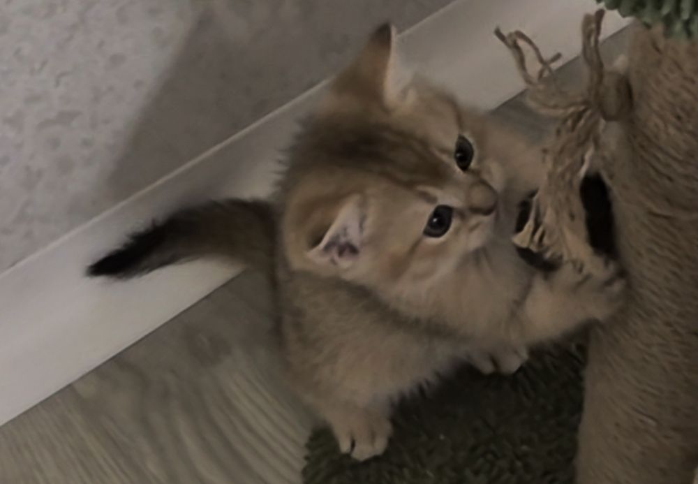 Вислоухие и прямоухие шотландские котята, девочки и мальчик