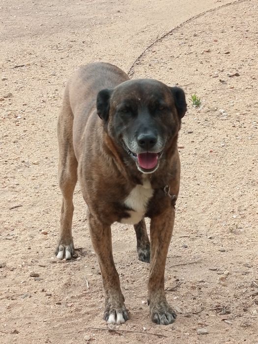 Ofereço cão de guarda