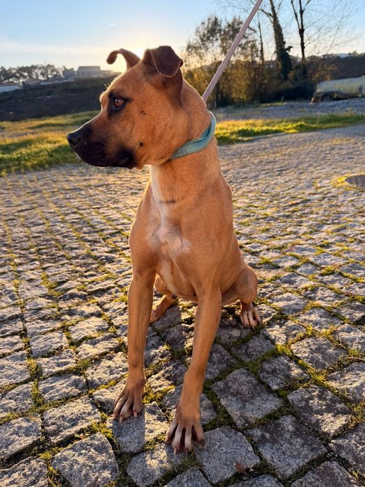 Cadelinha raçada de pitbull para adopção