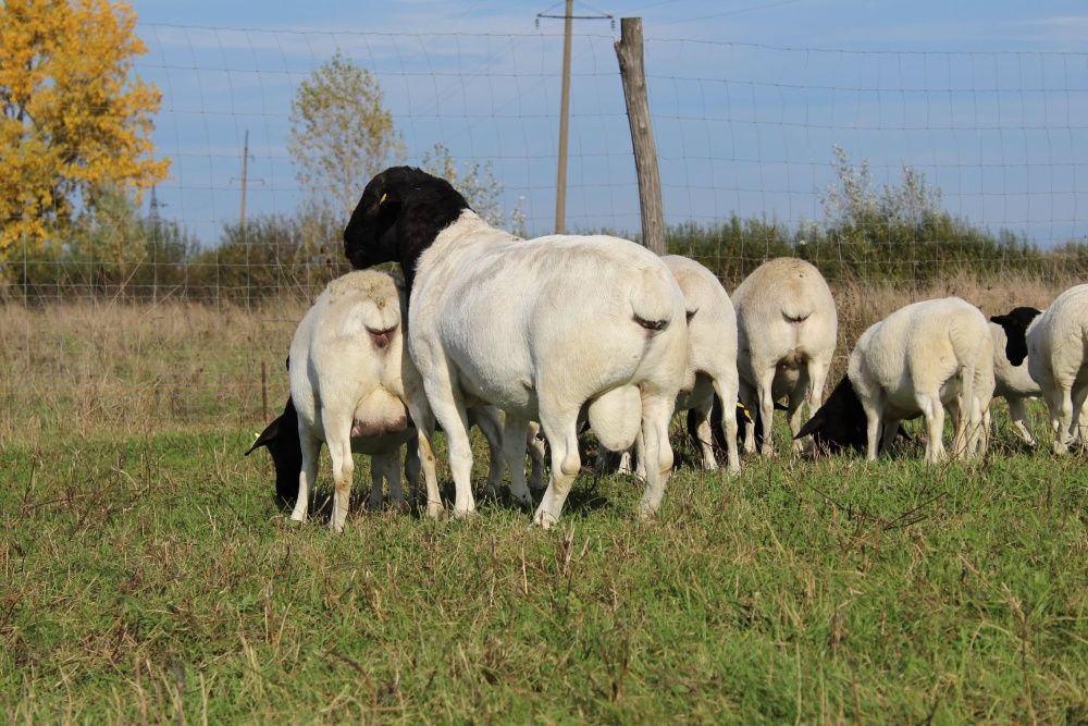 Продажа ягнят Дорпер.