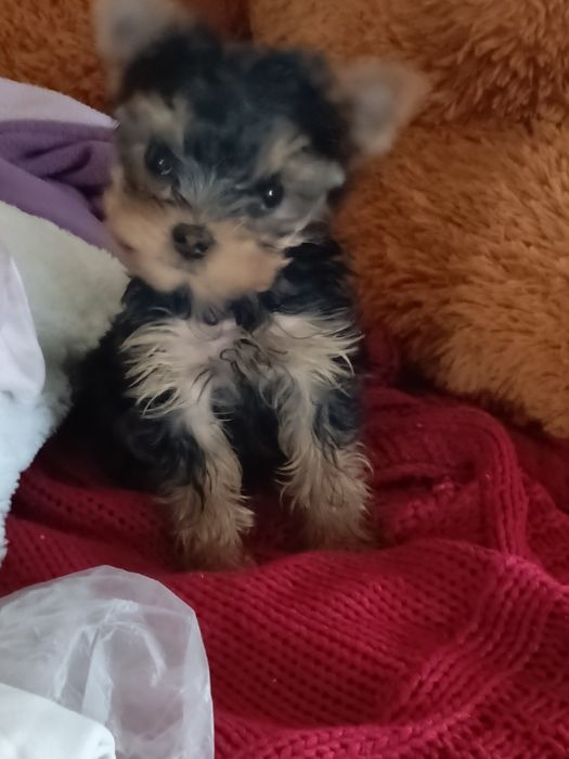 Продаються цуценята породи йоркширський тер'єр міні