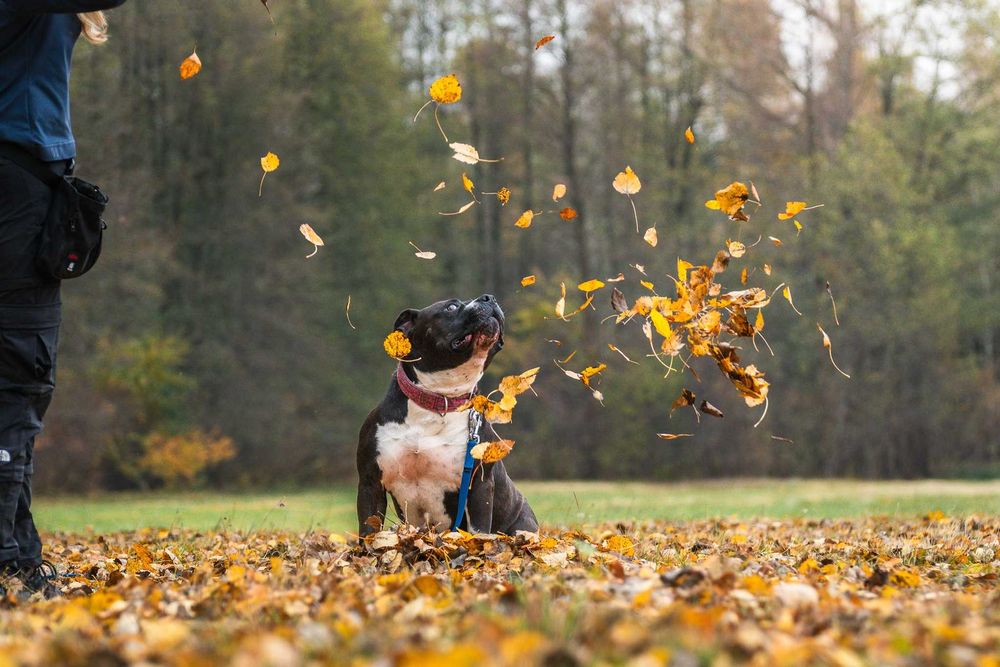 Bono szuka domu i swojego człowieka