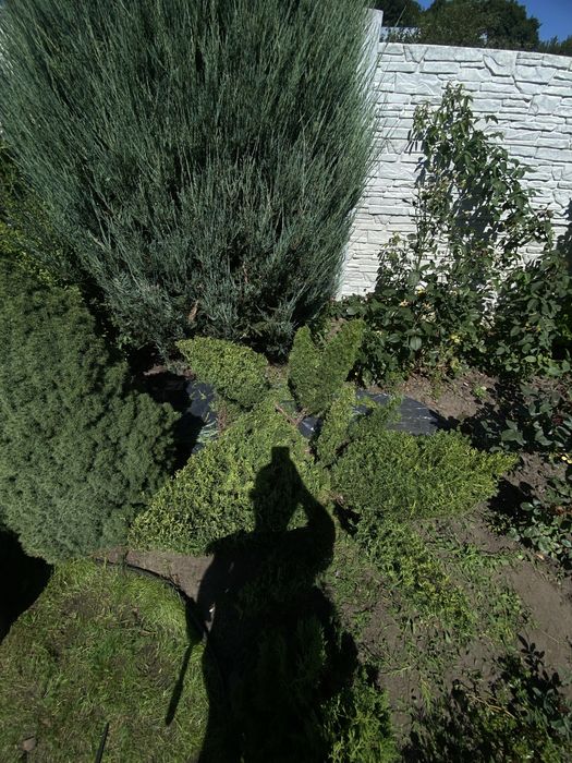 Стрижка рослин,висадка рослин,догляд за ділянкоБуча,Нові петрівці,Київ