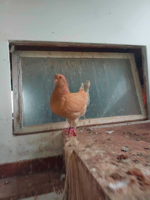 kingi gołebie rasowe