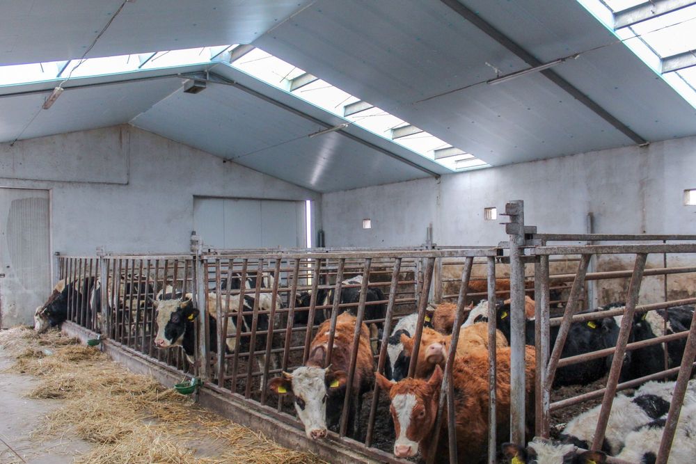 Izolacja Dachu Przybitka Garażu Obory Kurnika Płyty Styrodur XPS AGRO