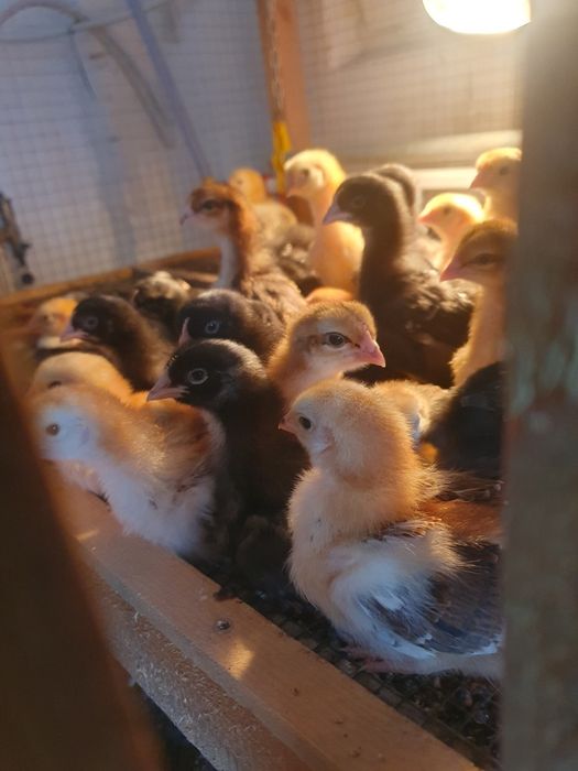 Kurczaki, kurka, pisklaki, perliczki, kury,kaczki gesi