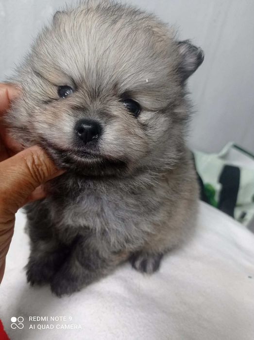 Spitz Alemão Anão ou Lulu da Pomerânia