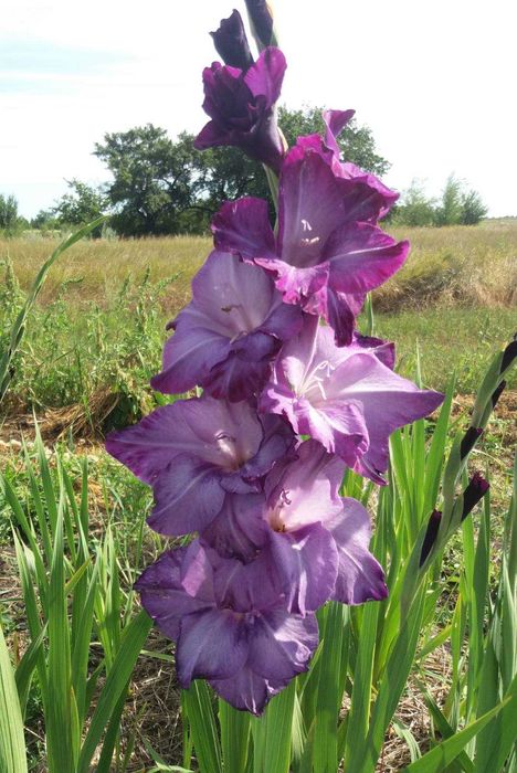 Продам цибулини гладіолусів