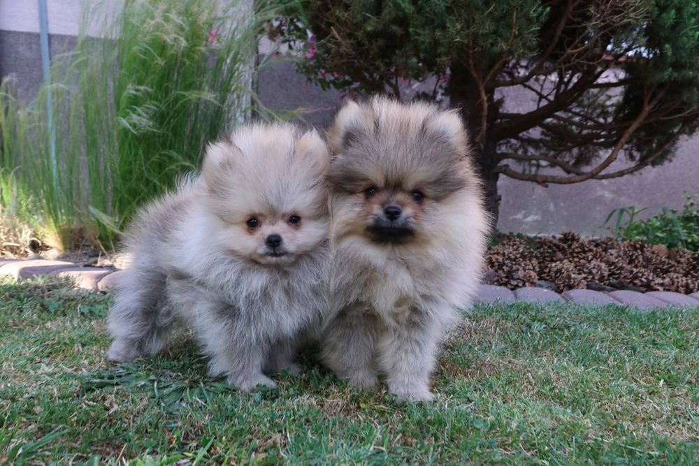 Szpic miniaturowy pomeranian z rodowodem