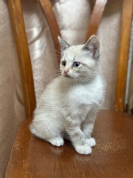 маленькі кошенята