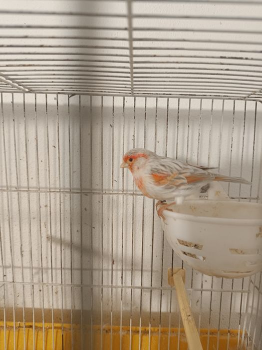 Canários mosaico vermelho e ágata opala