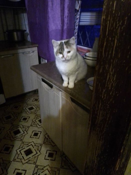 Мілая сиротка Міла в пошуку сім'ї