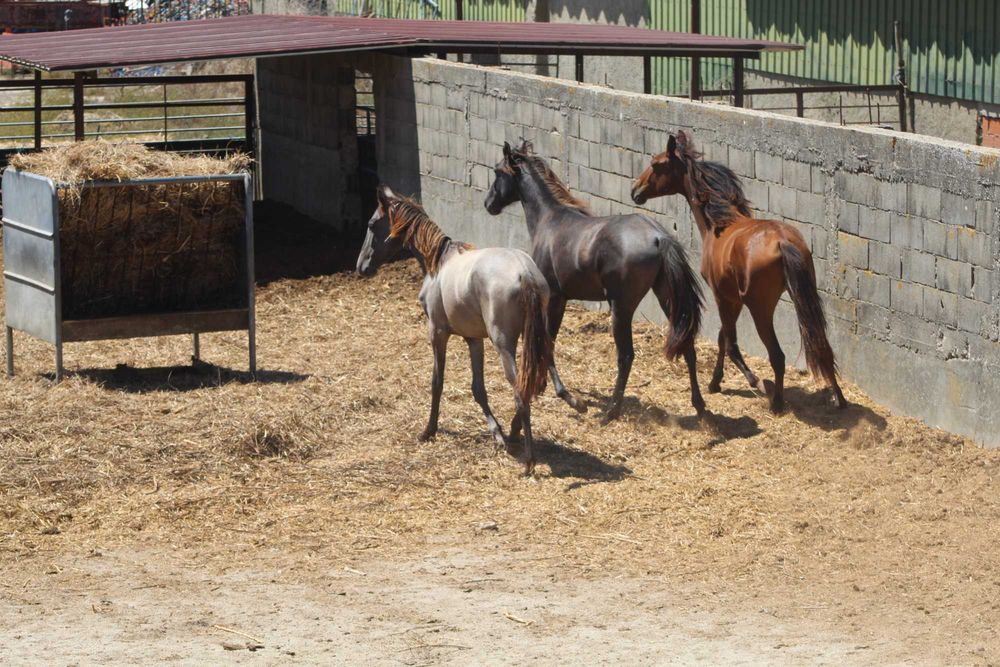 3 poldros e 3 poldras Lusitanos