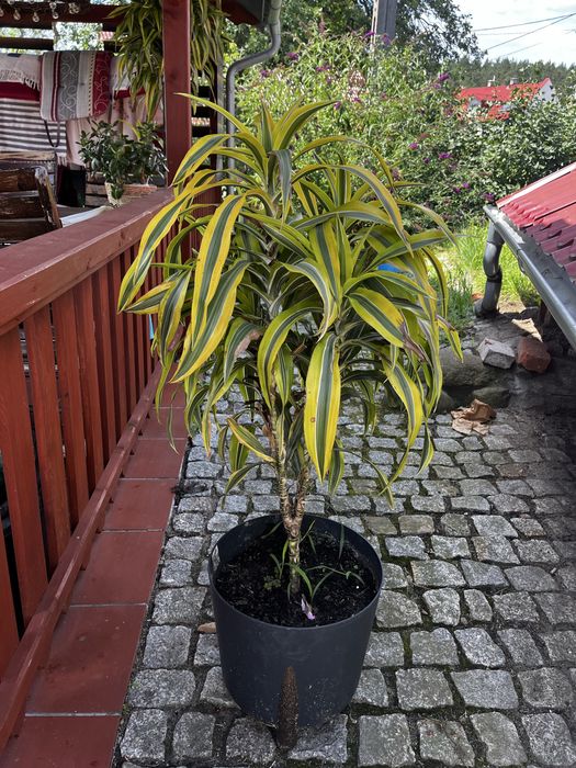 Dracena Lemon Lime bardzo duze 2 szt.