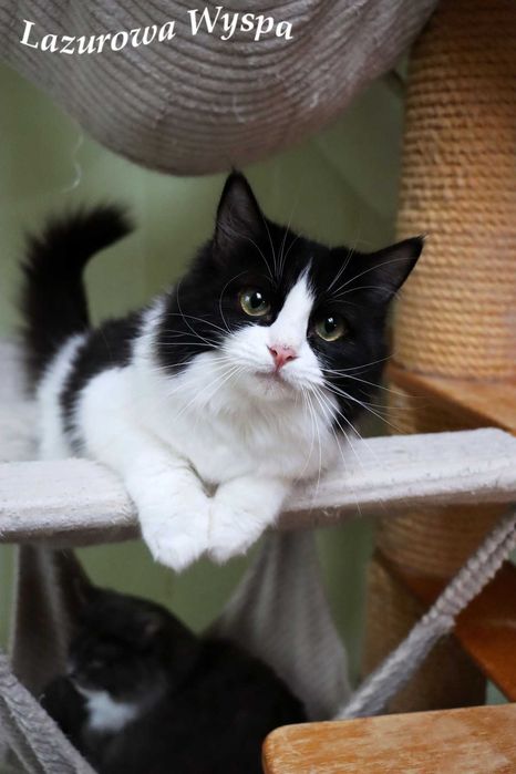 Ragdoll w rzadkim umaszczeniu