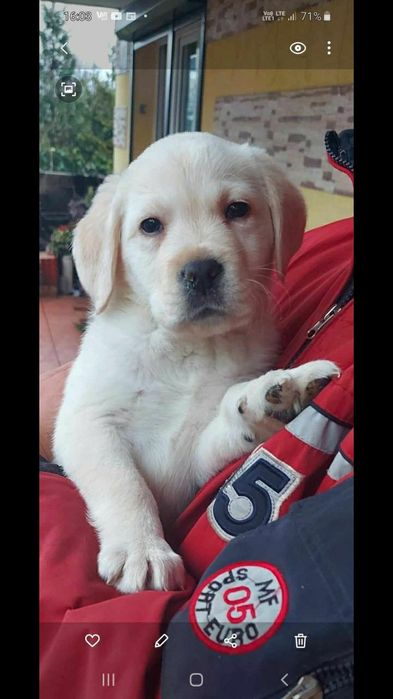 Labrador Retriever biały biszkoptowy