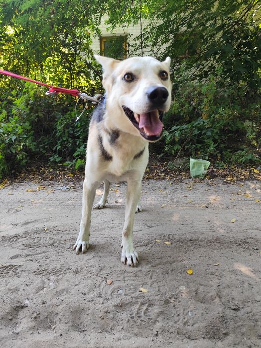 Cudowny Jolo szuka domu!