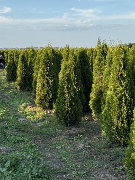 Gęsta Tuja Szmaragd 170-180cm Dostawa Sadzenia Producent