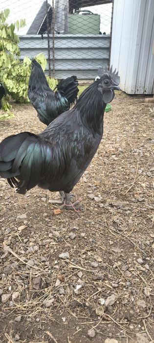 Kogut ayam Cemani