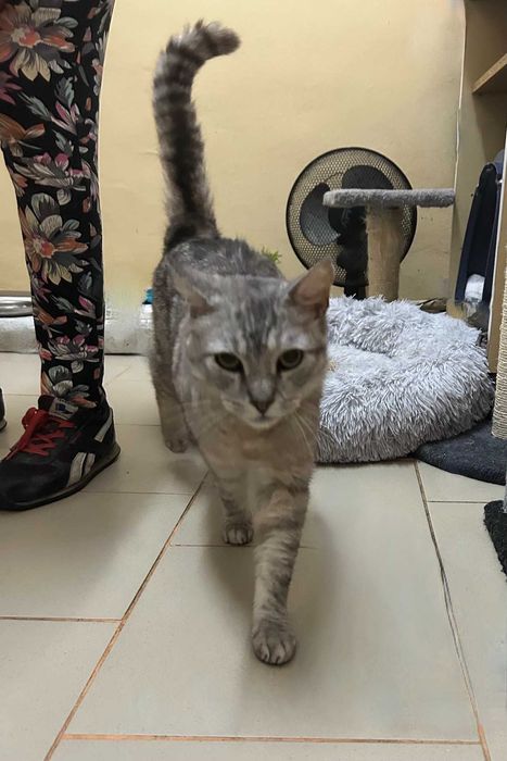 Dostojny kot ANTOŚ prosi o fajny dom dla siebie