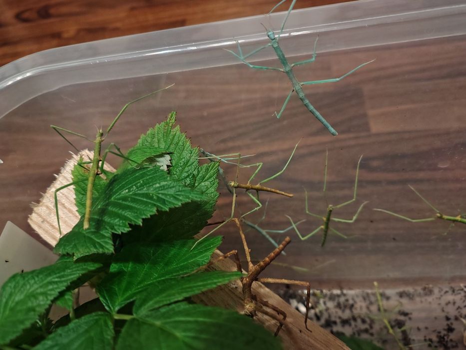 Patyczaki brazowe, zielone,niebieskie