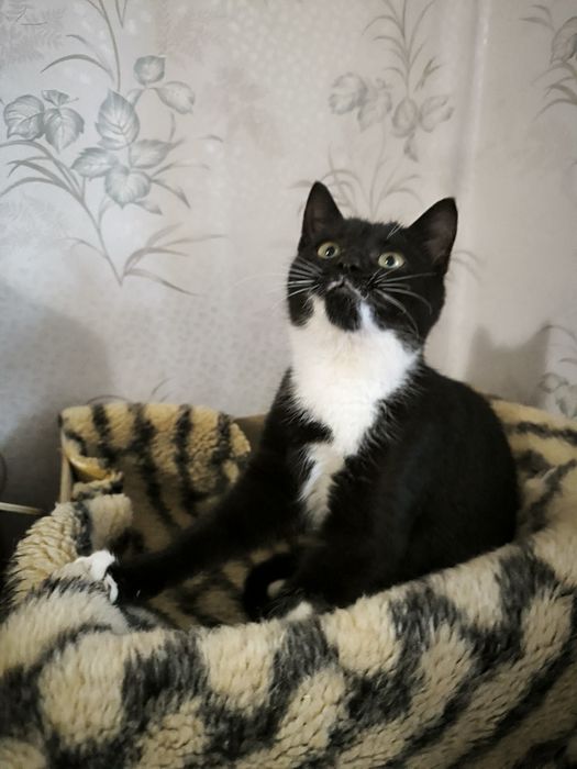 Кому гарненьке кошеня, буде чудовим компаньйоном