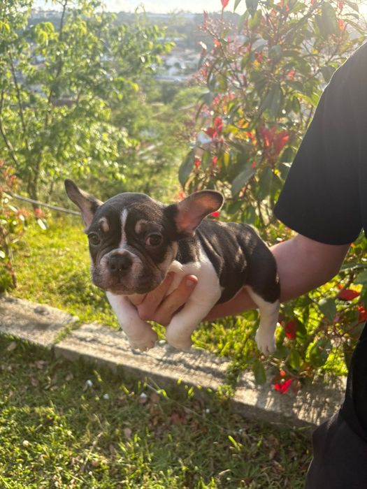 Bulldog francês fawn  tan
