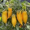 Nasiona pomidorów i inne 10 op